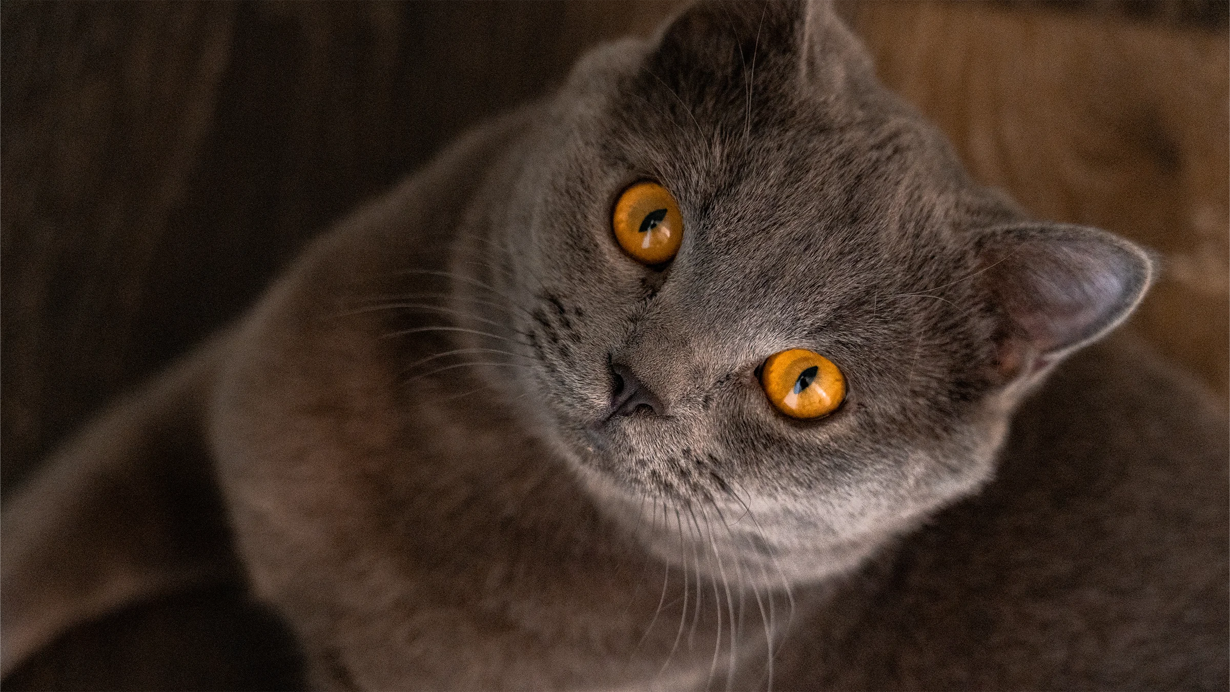猫咪肖像：琥珀色眼睛