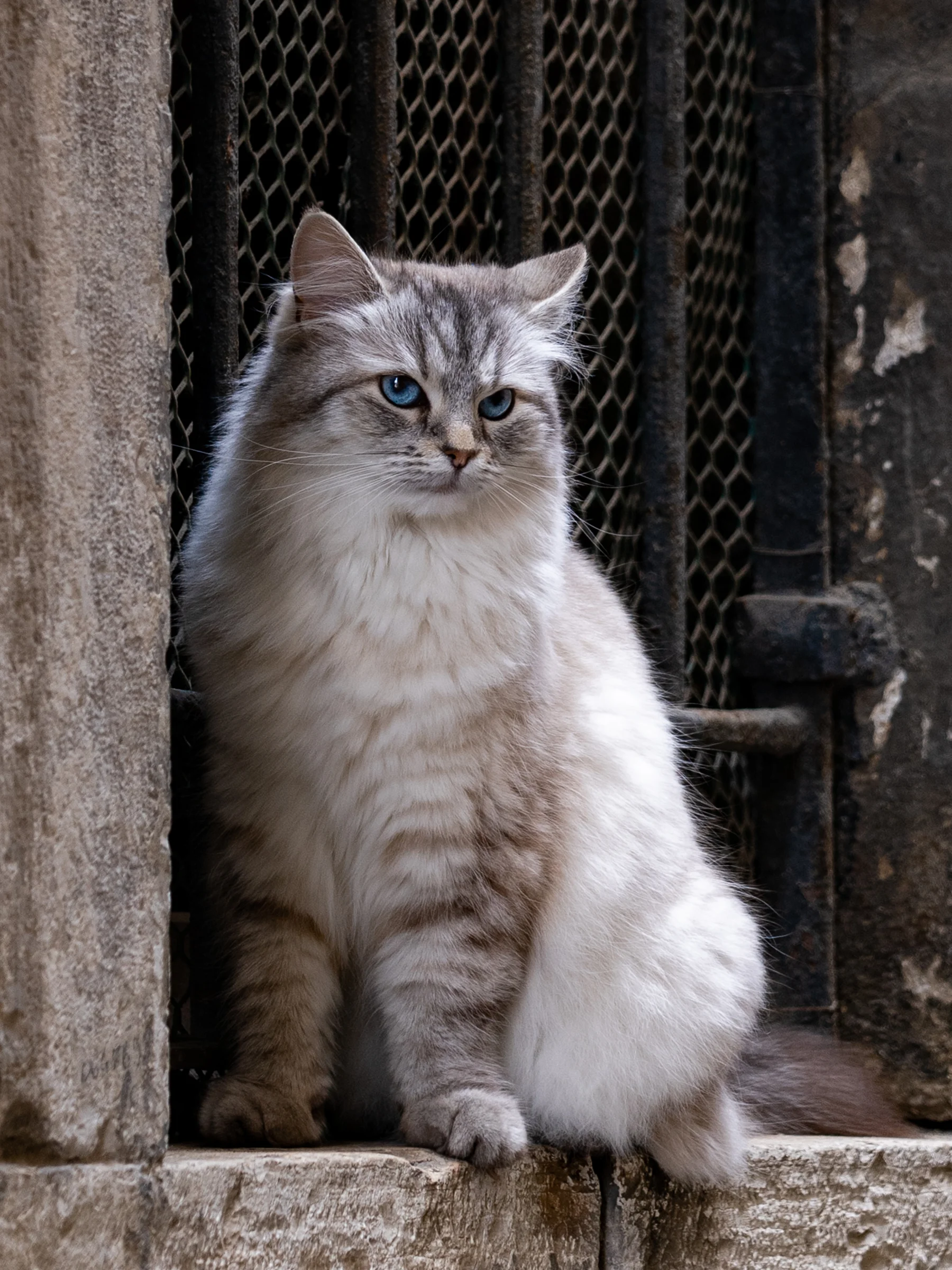 猫咪肖像：石墙边